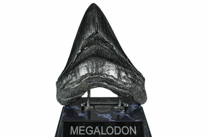 Huge Fossil Megalodon Tooth - South Carolina #371758